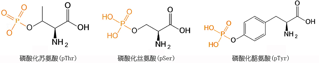 磷酸化修饰
